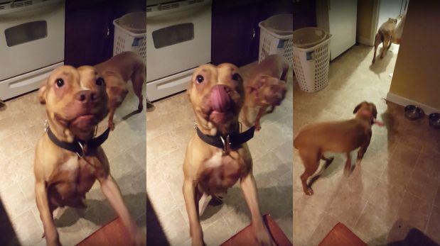 Estos dos adorables perros pitbull no saben mentir [VIDEO]