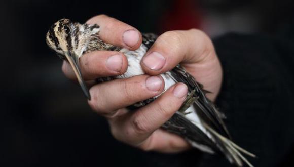 Las alas de las aves se ven afectadas por el cambio climático