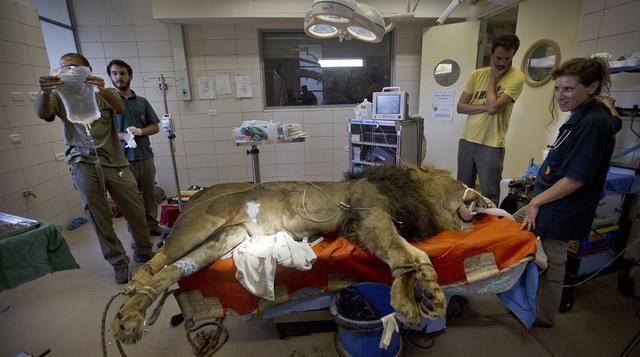 Veterinarios salvan a león extirpándole un tumor - 4