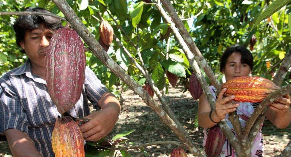 El objetivo es apoyar a un promedio de 2,000 productores de cacao orgánico miembros de organizaciones de la zona Noramazónica. (Foto: Andina/ Difusión)