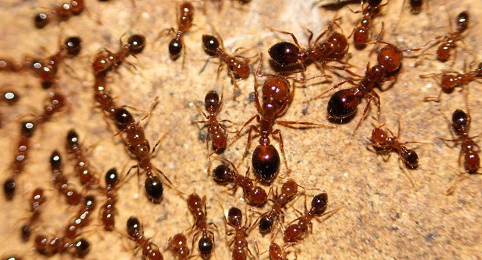Un conjunto de hormigas rojas de fuego, cuyas picaduras pueden causar la muerte, fueron detectadas y eliminadas en uno de los muelles del puerto de Nagoya, Japón. (Foto: Flickr)