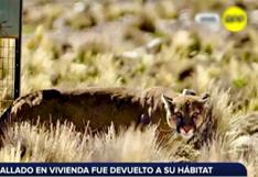 Tacna: puma andino hallado en vivienda fue devuelto a su hábitat | VIDEO