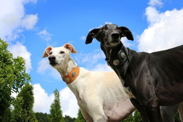 El galgo ​es una raza canina autóctona de España perteneciente al grupo de los lebreles de pelo corto.​ Aunque también existe una variedad de pelo duro (Foto: Pixabay)