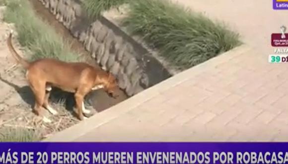 Vecinos denunciaron que robacasas acabaron con la vida de varios perritos, para así poder cometer sus fechorías sin ser detectados | Captura de video / Latina