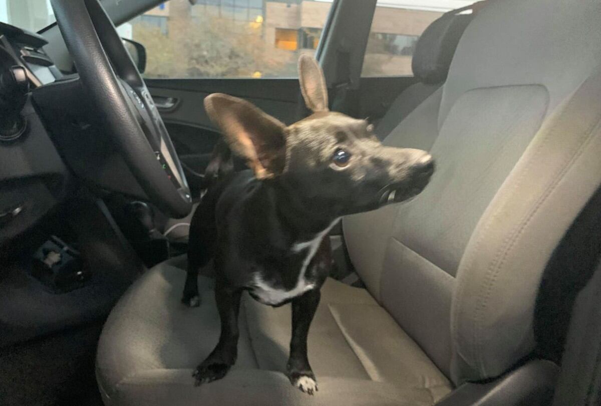 Un perro chihuahua protagonizó un alarmante incidente dentro de la camioneta deportiva de su dueño | Foto: Facebook / Slidell Police Department