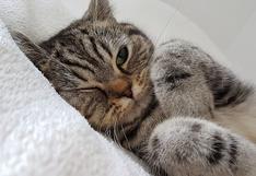 El singular lugar donde una gata duerme sin ningún problema