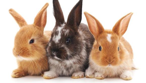 En los conejos y otra especies, es la actividad sexual la que desencadena la ovulación. (Foto: Getty)