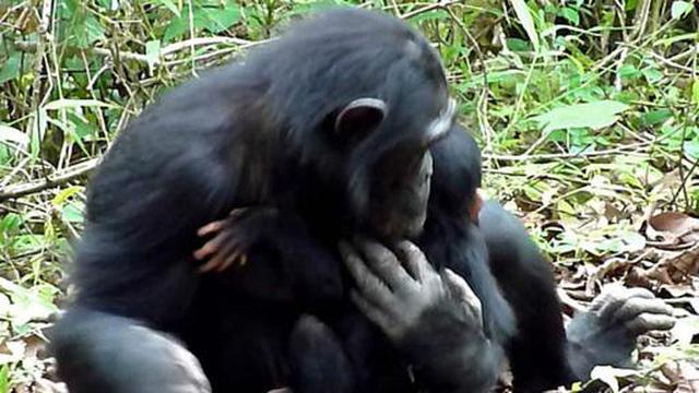 Conoce a la chimpancé que cuidó de su cría discapacitada - 1