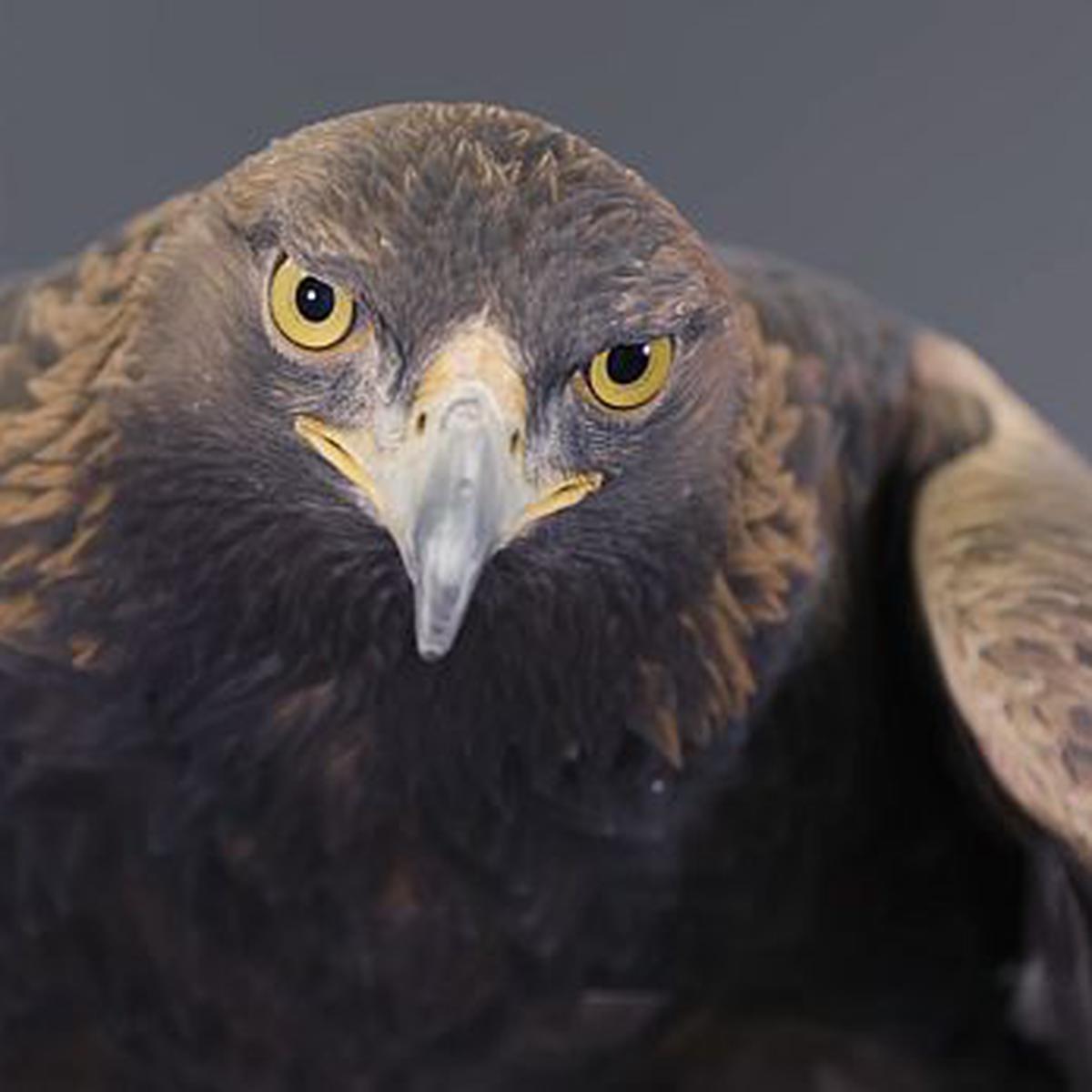Por qué el águila real es uno de los animales más poderosos? |  REDES-SOCIALES | EL COMERCIO PERÚ