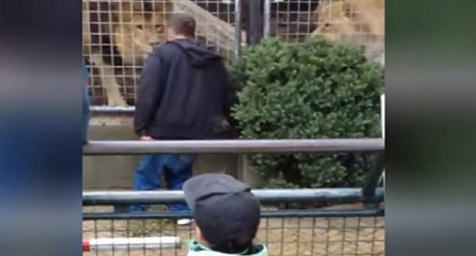 Los leones se muestran alertas, ya que el sujeto los miraba muy de cerca y desafiante. (Foto: Captura)