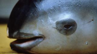 Murió Vaquita marina rescatada para salvar su especie