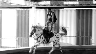 Nueva temporada de La Tarumba tendrá como protagonistas a los caballos de circo