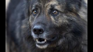 Croacia: Un juez prohíbe que perro ladre por la noche