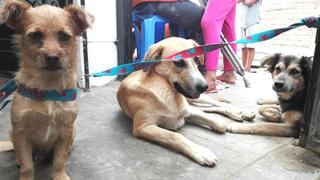 Aquí no hay obstáculos para esterilizar y ayudar a mascotas vulnerables