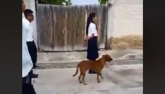 Este perro callejero causó risas en Facebook con su peculiar forma de marchar al lado de alumnos. (Foto: captura)