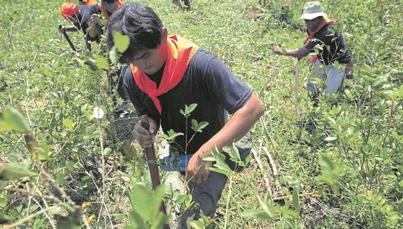 Los productores agropecuarios solicitaron el cese inmediato de todo tipo de erradicación de la hoja de coca a nivel nacional. (Foto: Antonio Escalante)