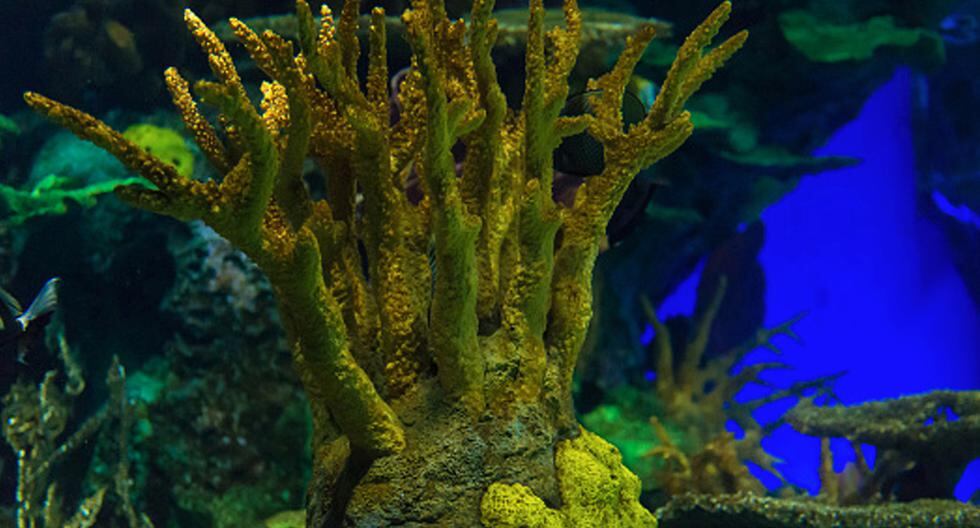 Científicos publican un estudio sobre los gases nobles que pueden encontrarse en el esqueleto de corales negros. (Foto: Getty Images)