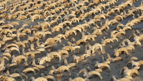 Los miles de cráneos feron colocados como ofrenda durante la época ptolemaica, indicaron los arqueólogos. (Reuters).