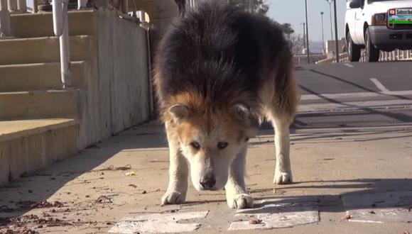 YouTube: Mufasa, el perro rescatado de la calle que es feliz