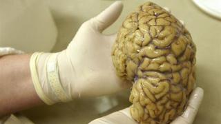 Texas: Roban 100 cerebros de la Universidad de Texas