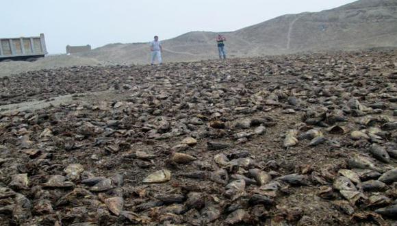 La Libertad: Incautan 80 toneladas de residuos de pescado