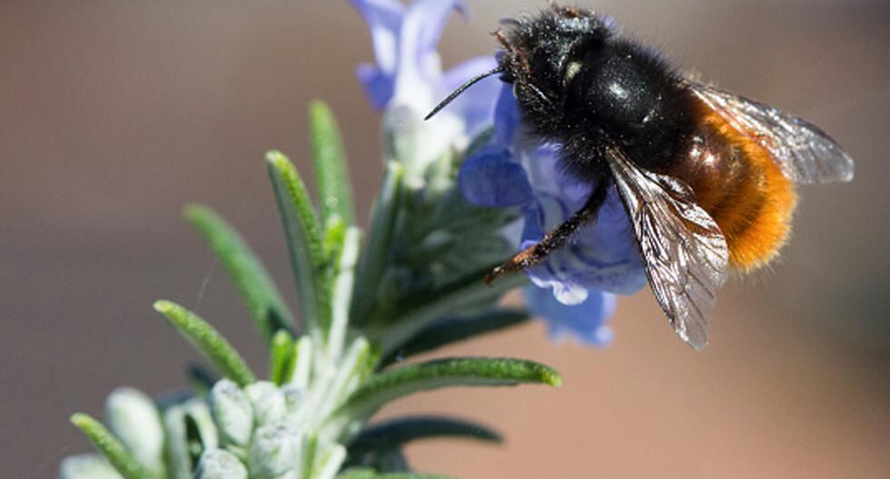 Un estudio conducido por investigadores chinos y estadounidenses muestra que las abejas asiáticas son más \"desobedientes\" que las europeas. (Foto: Getty Images)