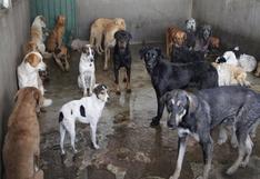 Huancavelica: municipalidad sacrificará perros que no tienen dueño