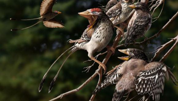 Los científicos demostraron que el tamaño de los huevos aumentó con el tiempo, después que las aves desarrollaron una pelvis más abierta. (Foto: SPL / Nature)
