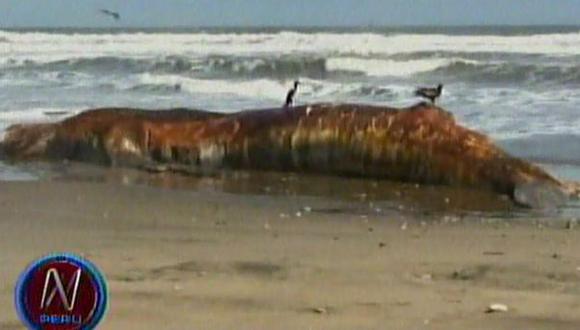 Ballena jorobada lleva más de una semana varada en playa