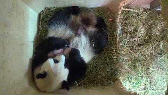 Bebes pandas superan los 15 días en cumpleaños de su hermano