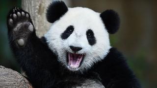Realojarán a 172.200 personas para crear un parque para pandas