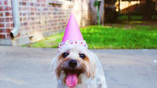 WUF: 5 pasos para organizar el cumpleaños de tu perro en casa