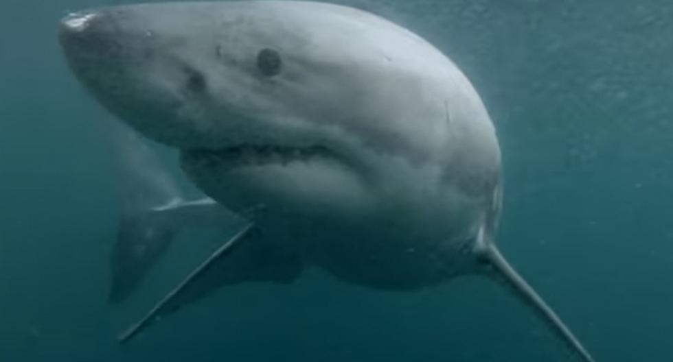 Este video de YouTube donde una persona se salva del ataque de un tiburón se ha vuelto viral mundial. (Foto: Captura)