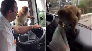 Mono sorprendió a conductor español en inusual episodio