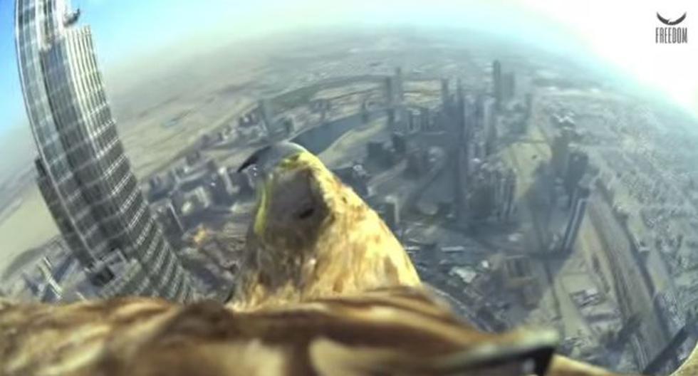 Águila sobrevoló el cielo de Dubái. (Foto: Captura)