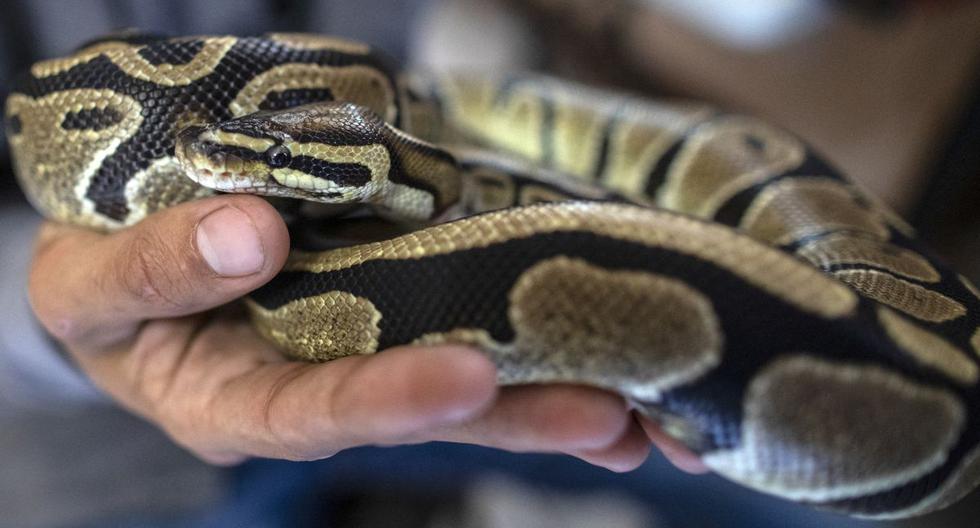 A python bites a Man sitting on the toilet on the genitals