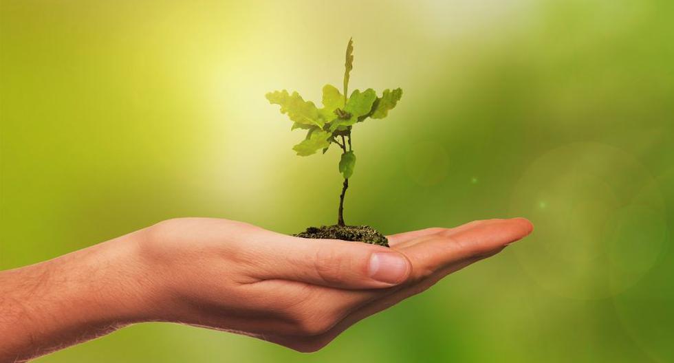 Una nueva ley filipina formaliza una tradición existente de plantar árboles que a partir de ahora obligará a los estudiantes a hacerlo. (Foto: Pixabay)