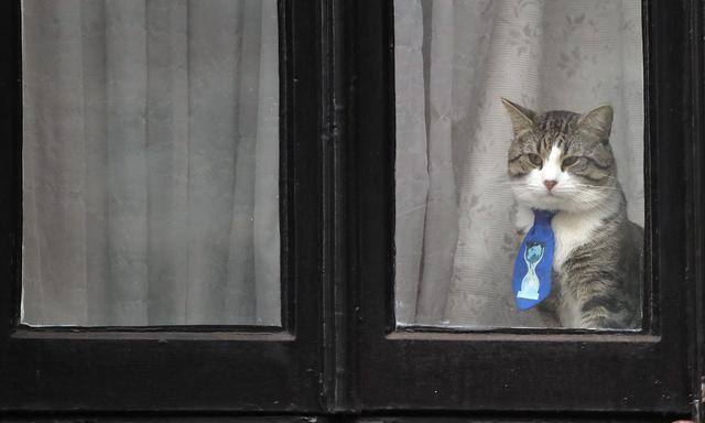 El gato de Julian Assange lo acompañó por años en la embajada de Ecuador en Londres. Fue puesto a salvo y retirado de la sede diplomática antes de que el fundador de WikiLeaks fuera detenido. (AP)