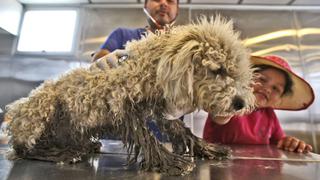 Carapongo: mascotas también son víctimas de huaicos y desbordes