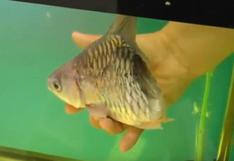 YouTube: un pez que sobrevive sin la mitad del cuerpo encontró dueño