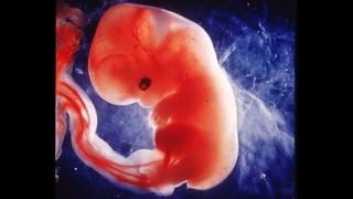 ¿Cuándo un feto es considerado persona?