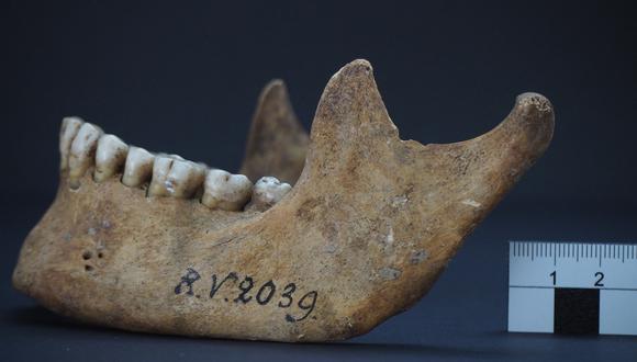 La imagen muestra la mandíbula del hombre que fue enterrado en Rinnukalns, Letonia, hace unos 5.000 años. (Foto: Dominik GOLDNER / Dominik GOLDNER, BGAEU, Berlin / AFP)