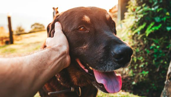 Las señales de calma son un lenguaje corporal universal que usan todos los perros. (Matheus Bertelli|Pexels)
