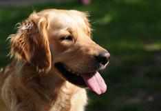 WUF: perro se convierte en el ‘héroe’ de otro can al ayudarlo a ‘escapar’ de una jaula