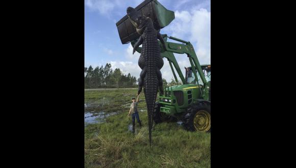 El impresionante caimán de 360 kilogramos cazado en EE.UU.