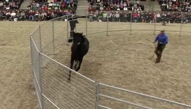 El "encantador de caballos" logra domar y ensillar a un potro salvaje en menos de 30 minutos. (Crédito: Monty Roberts en YouTube)