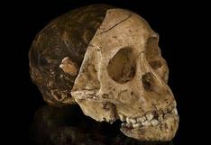 Primer australopiteco no presenta desarrollo cerebral similar al humano