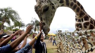 Honduras: muere popular jirafa de zoológico “Big Boy” decomisado a narcotraficantes