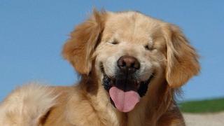 Facebook: perro ciego que ayuda a personas con discapacidad