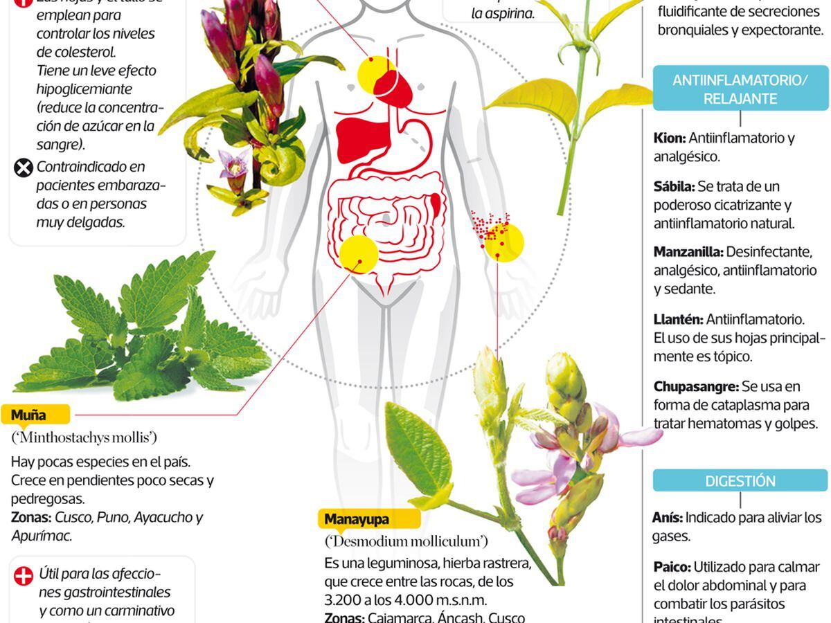 Solo Unas 2 O 3 Plantas Medicinales Peruanas Han Sido Estudiadas